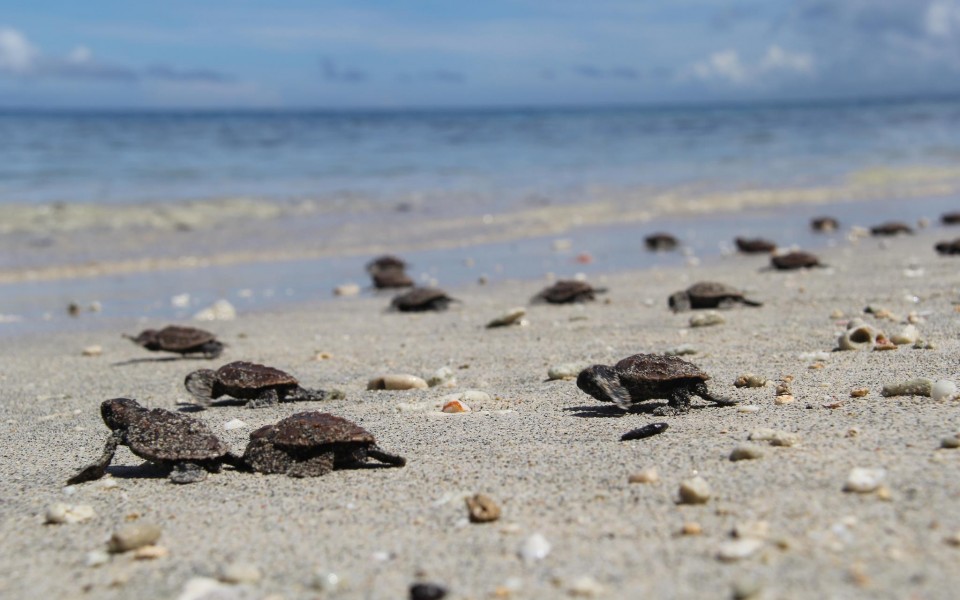 Release Sea Turtle Hatchlings In Cool Things To Do At Barbados Info ...